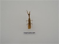 藏品(螳螂)的圖片